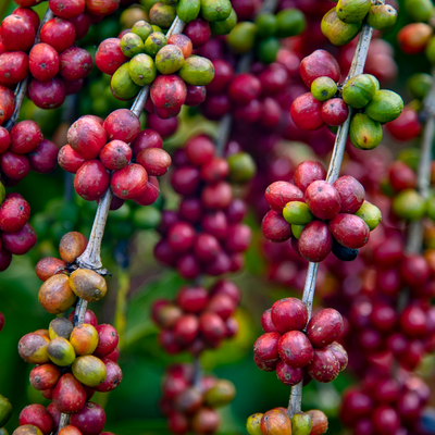 Single Origin